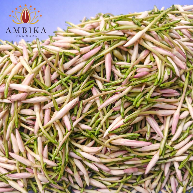 Jathi Mullai 5ft - S002