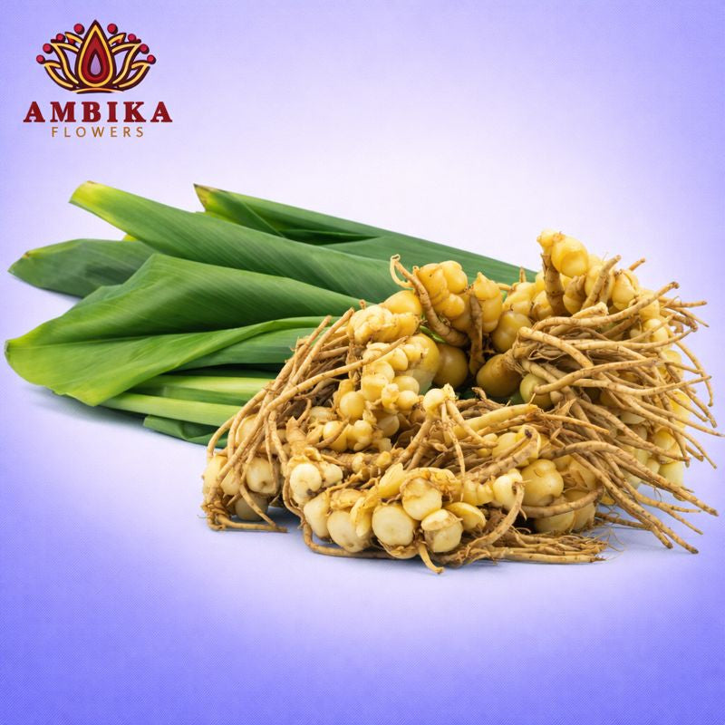 Manjal (Turmeric) Leaves - L005