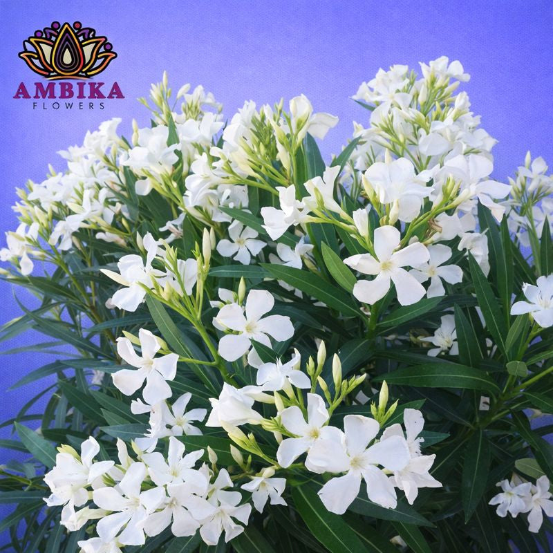 Arali Loose Flowers (100g) - LF01