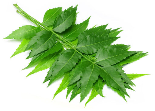 Veppilai (Neem Leaves) - L006