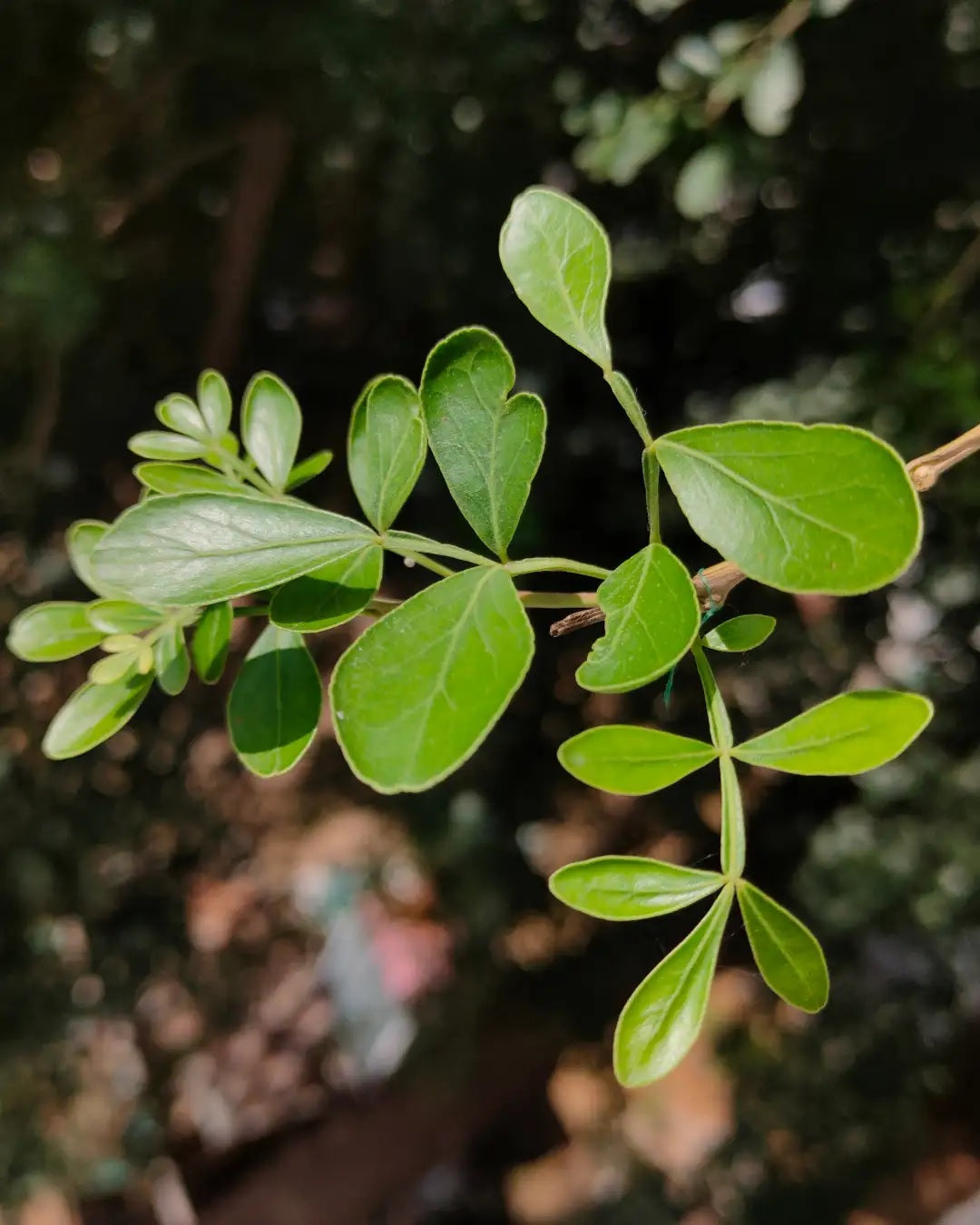 Vilvam (Indian Bael) Leaves (100g) - L002