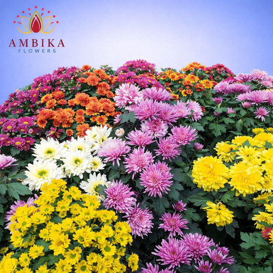 Mums Loose Flowers (100g) - LF07