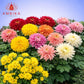 Mums Loose Flowers (100g) - LF07