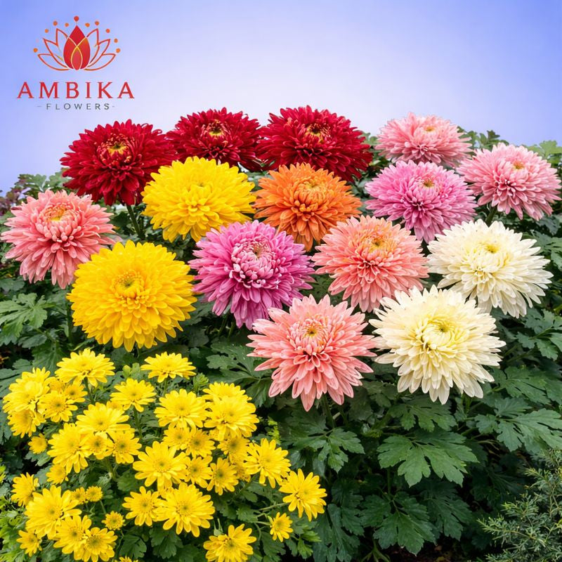 Mums Loose Flowers (100g) - LF07