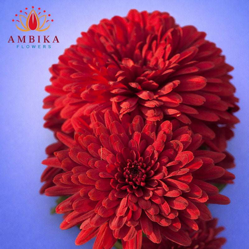 Mums Loose Flowers (100g) - LF07