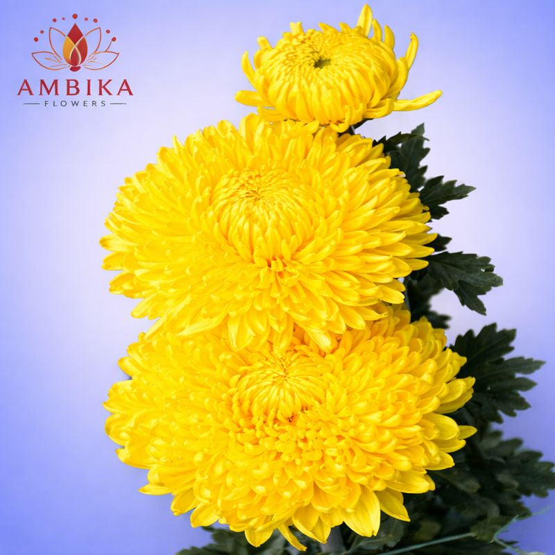Mums Loose Flowers (100g) - LF07