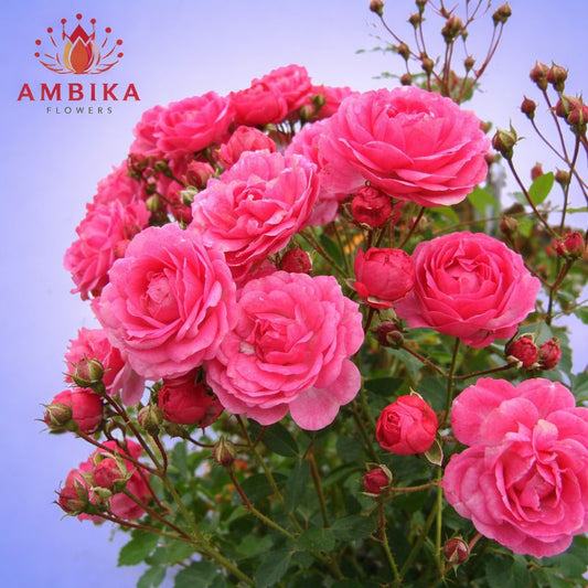Paneer Rose (100g)