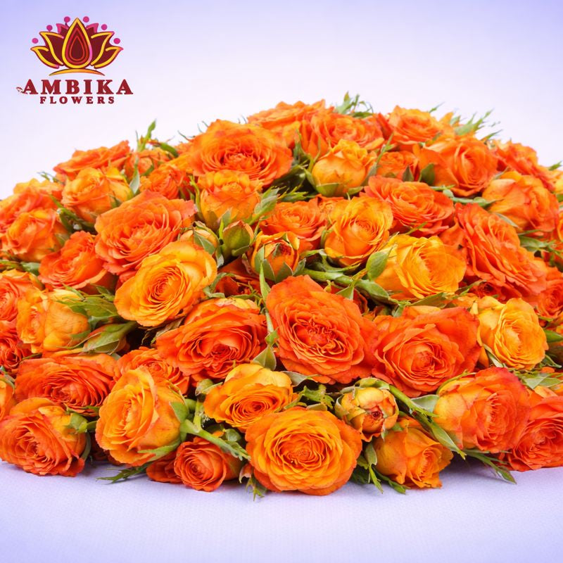 Button Rose Loose Flowers (100g) - LF02