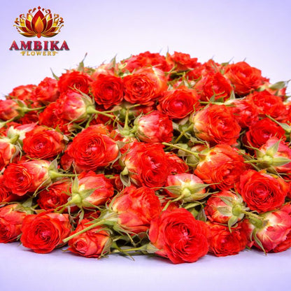 Button Rose Loose Flowers (100g) - dEL