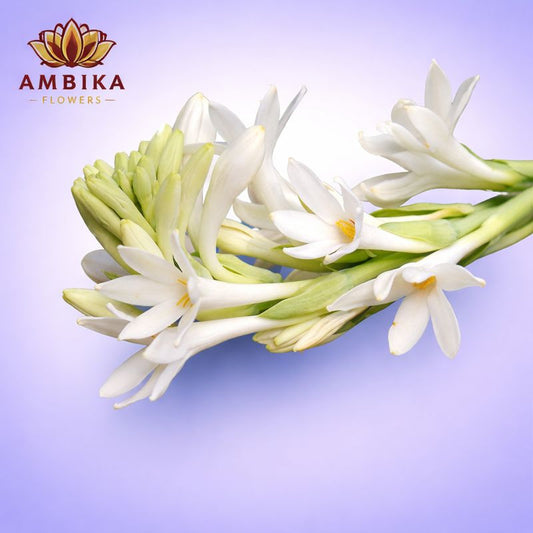 Sampangi/Lilly Packet (100g) - LF08