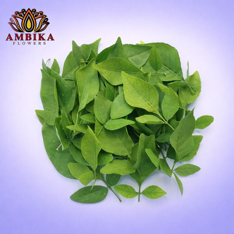 Vilvam (Indian Bael) Leaves (100g) - L002