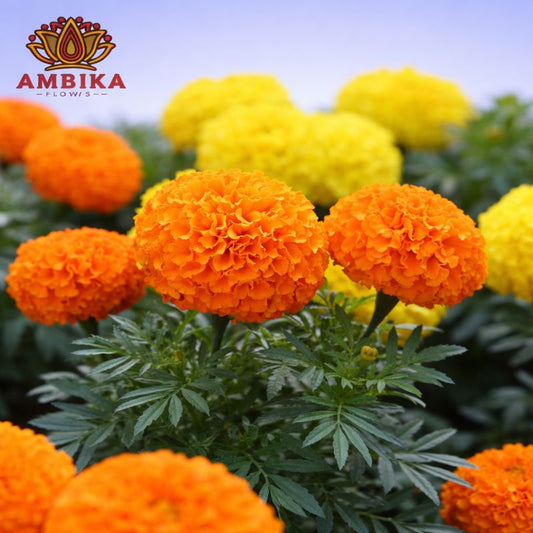 Marigold Loose Flowers (100g) - LF05