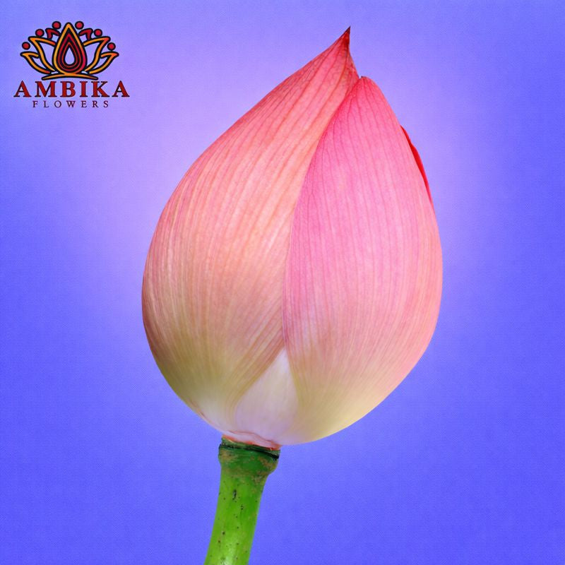 Lotus (per flower) - LF03