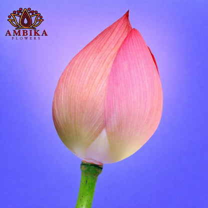 Lotus (per flower) - LF03