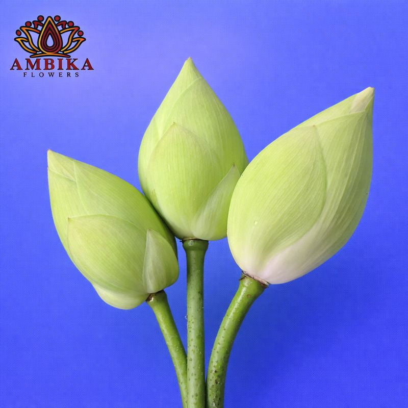 Lotus (per flower) - LF03