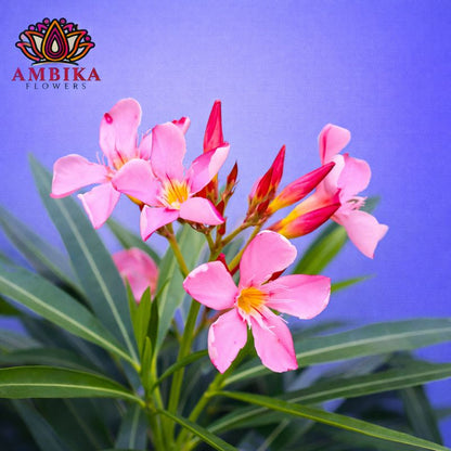Arali Loose Flowers (100g) - LF01