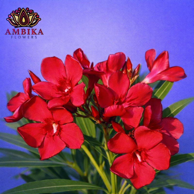 Arali Loose Flowers (100g) - LF01