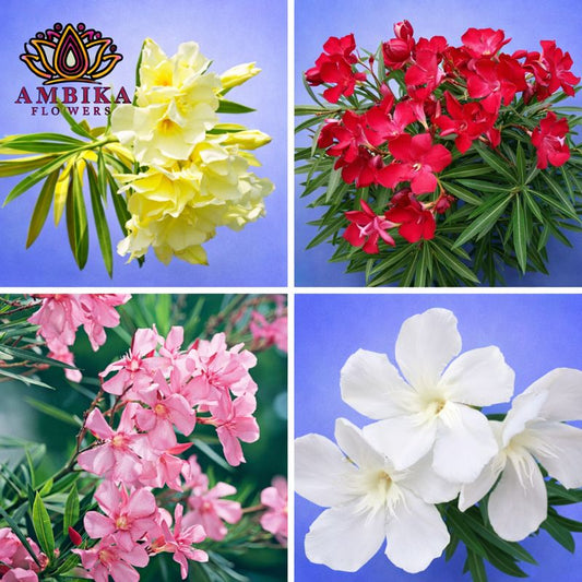 Arali Loose Flowers (100g) - LF01