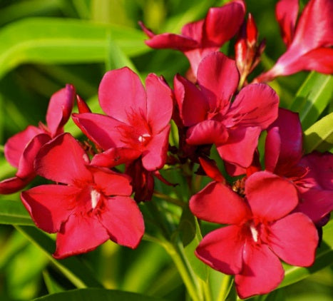 Arali Loose Flowers (100g) - F001