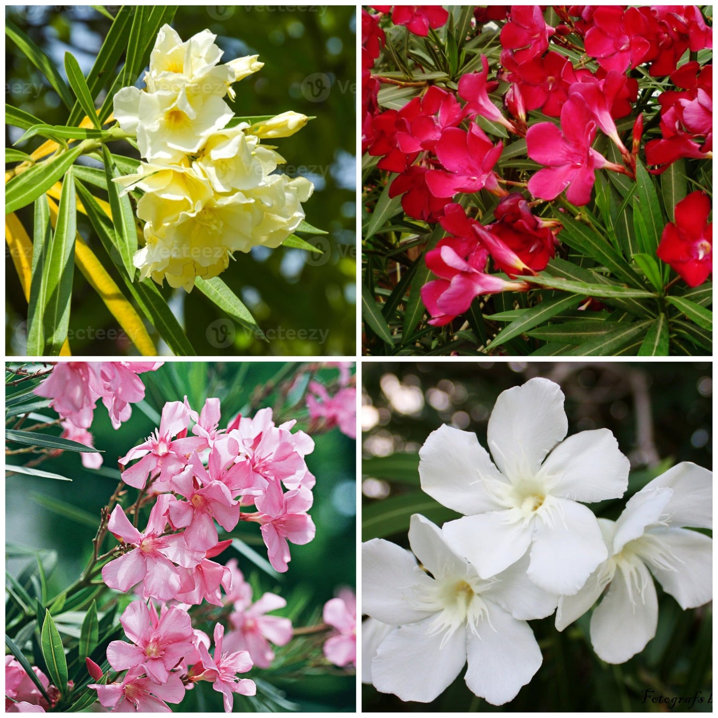 Arali Loose Flowers (100g) - F001