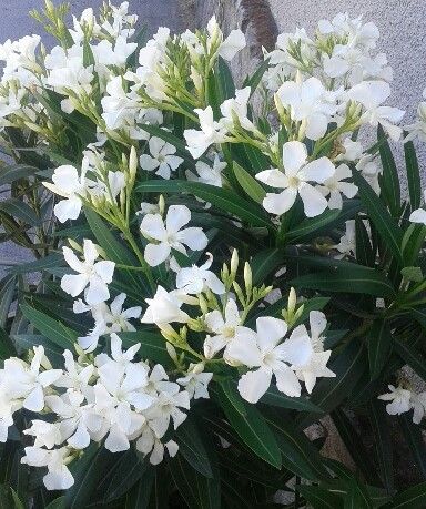 Arali Loose Flowers (100g) - F001