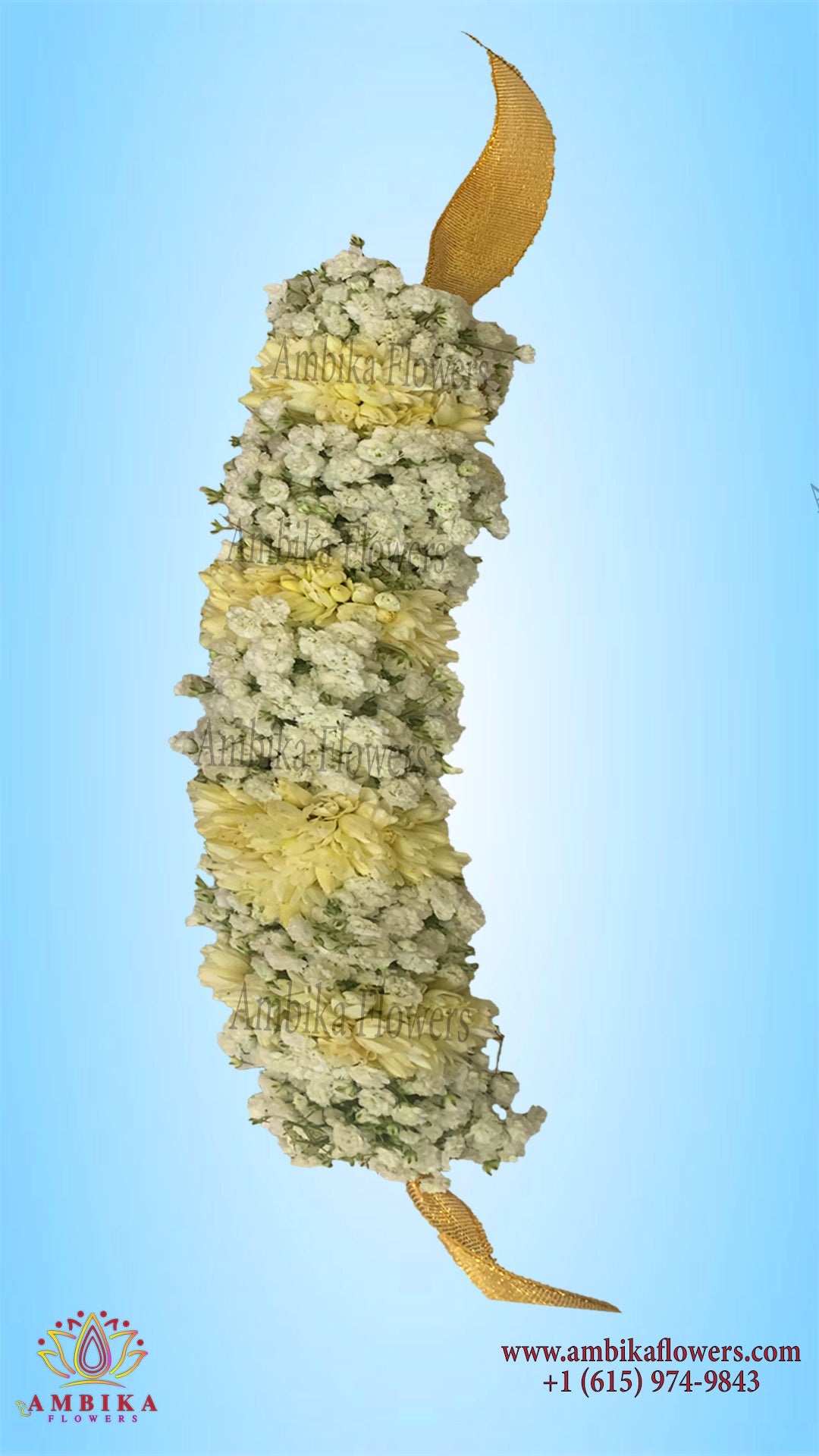 Veni - Baby's-breath (Gypsophila) - G042