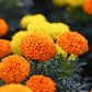 Marigold Loose Flowers (100g) - F003