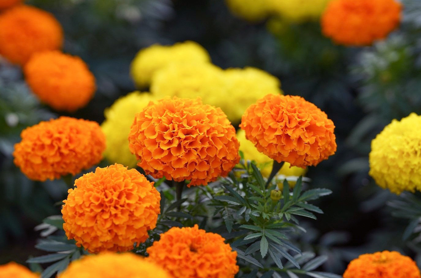 Marigold Loose Flowers (100g) - F003