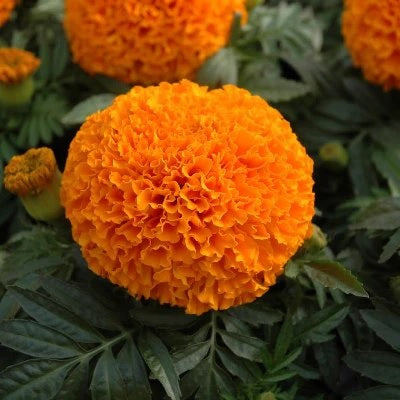Marigold Loose Flowers (100g) - F003