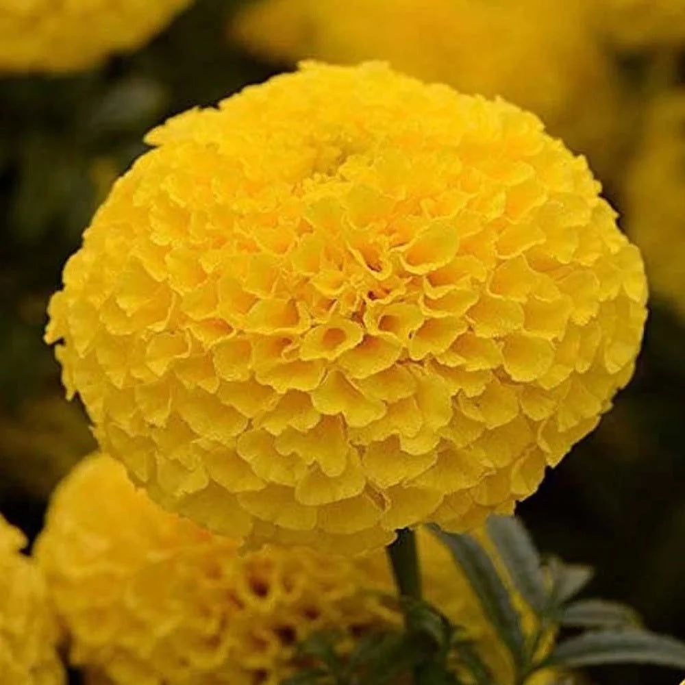 Marigold Loose Flowers (100g) - F003