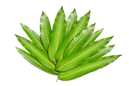 Mango Leaves - L003