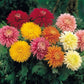 Mums Loose Flowers (100g)