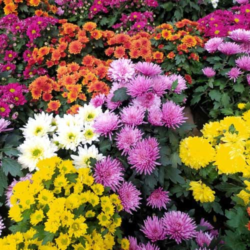 Mums Loose Flowers (100g)