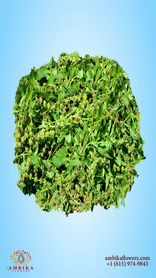 Thulasi (Holy Basil) Leaves - L007