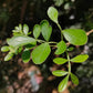Vilvam (Indian Bael) Leaves (100g) - L002