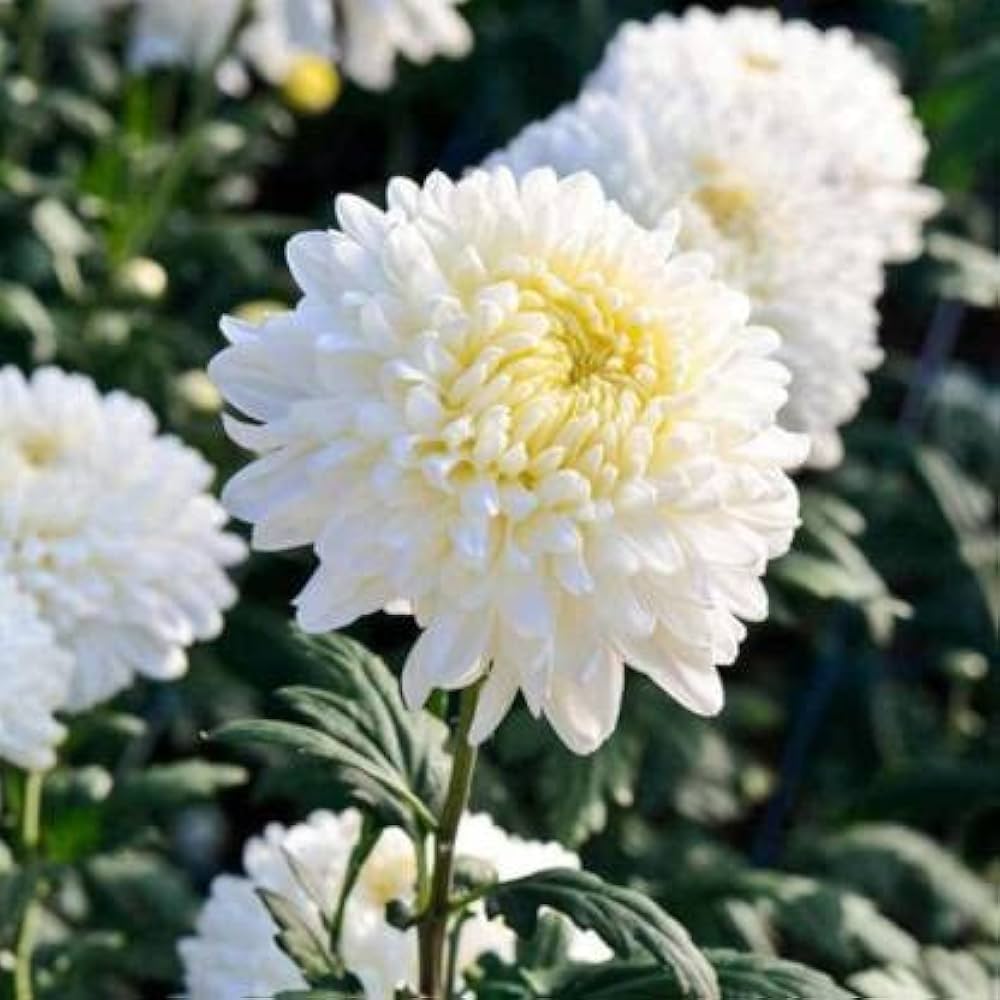 Mums Loose Flowers (100g)