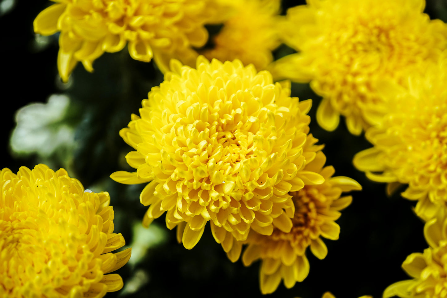Mums Loose Flowers (100g)